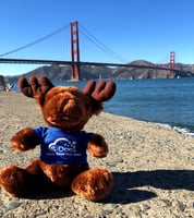 Max the Moose - Golden Gate Bridge Water-1